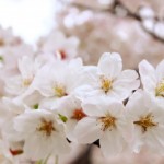 「桜の花」